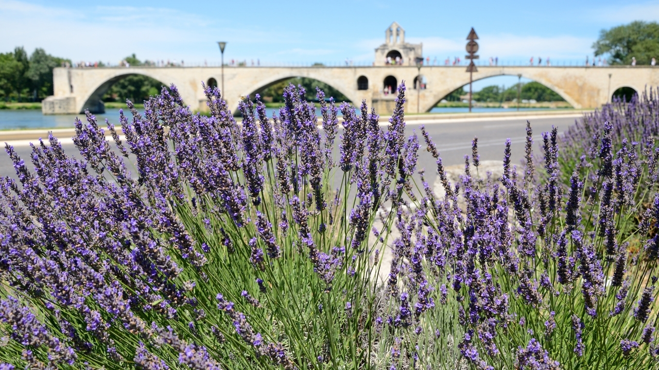 avignon